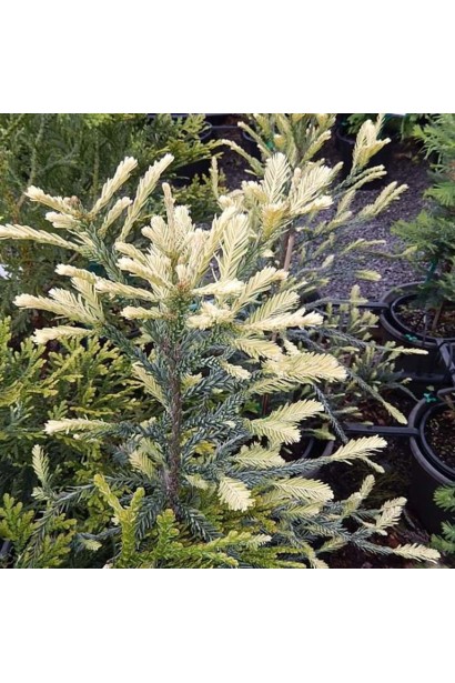 Sequoia sempervirens Adpressa